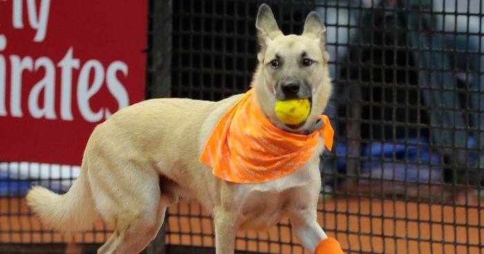 4 psy z brazylijskiego schroniska rozpoczęły swoją karierę na korcie tenisowym.
