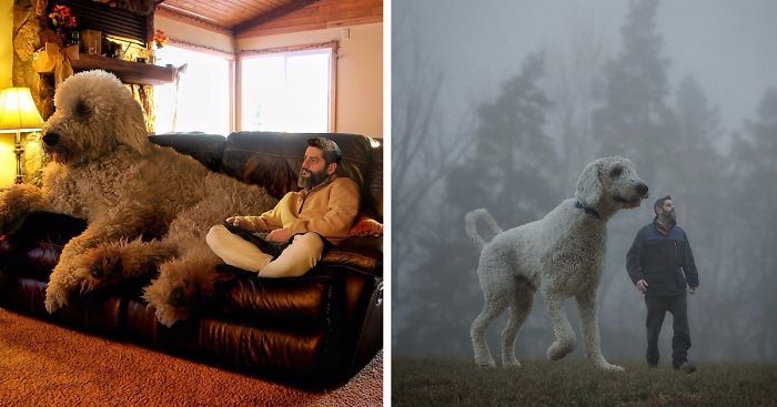 Fotograf tworzy serię fantastycznych zdjęć, ukazujących jego psa w roli giganta.