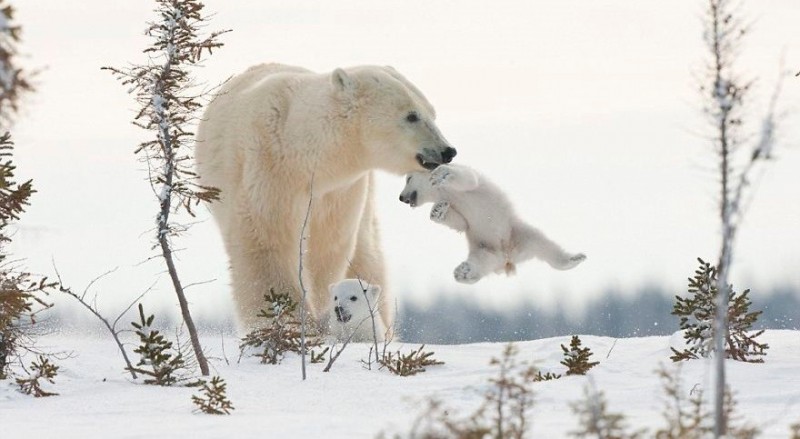 21 urzekających zdjęć młodych niedźwiedzi polarnych.