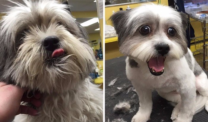 Psi fryzjer strzyże bezpańskie psy, zwiększając ich szanse na znalezienie nowego domu.