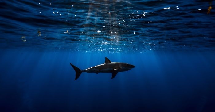 16 podwodnych fotografii, ukazujących żarłacza białego w korzystnym świetle.