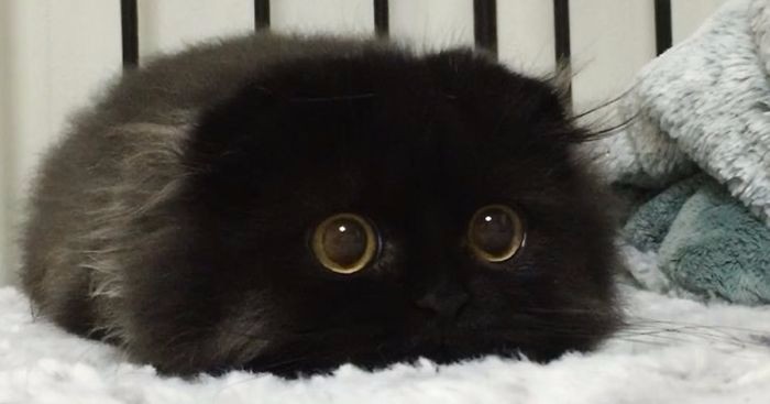 Poznajcie Gimo – puszystego kota o nieprawdopodobnie wielkich oczach.