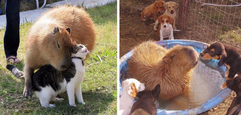 20 zdjęć zwierzaków, które zaprzyjaźniły się z towarzyskimi kapibarami.