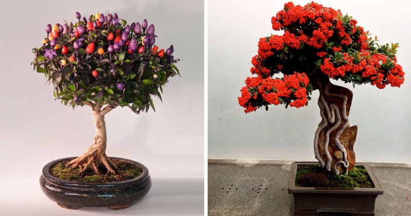 21 zachwycających odmian drzewek bonsai, których zapragniesz we własnym domu.