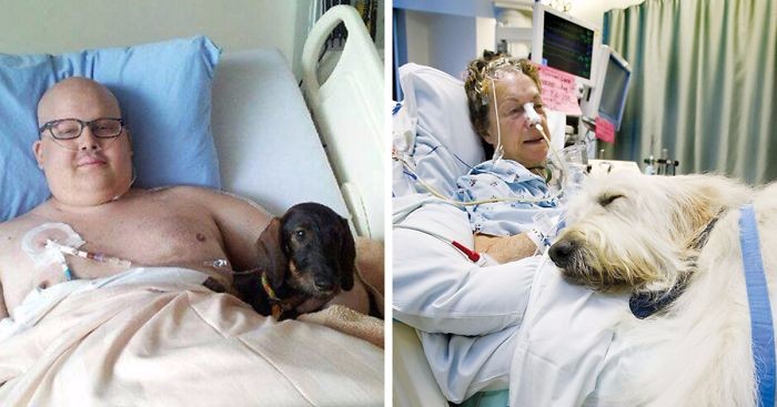 Kanadyjski szpital umożliwił swoim pacjentom stały kontakt z ich zwierzętami.