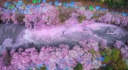 16 wiosennych fotografii z Kraju Kwitnącej Wiśni, opublikowanych przez National Geographic.
