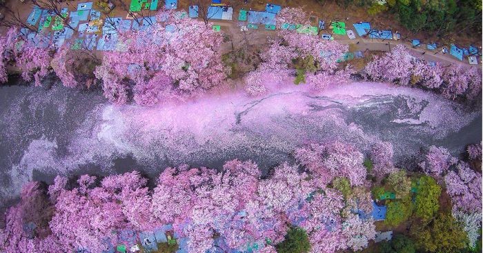 16 wiosennych fotografii z Kraju Kwitnącej Wiśni, opublikowanych przez National Geographic.