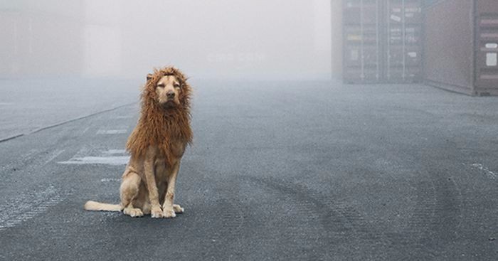 Bezdomny pies odnalazł nową właścicielkę, by pod jej okiem przeistoczyć się w prawdziwego miejskiego lwa.