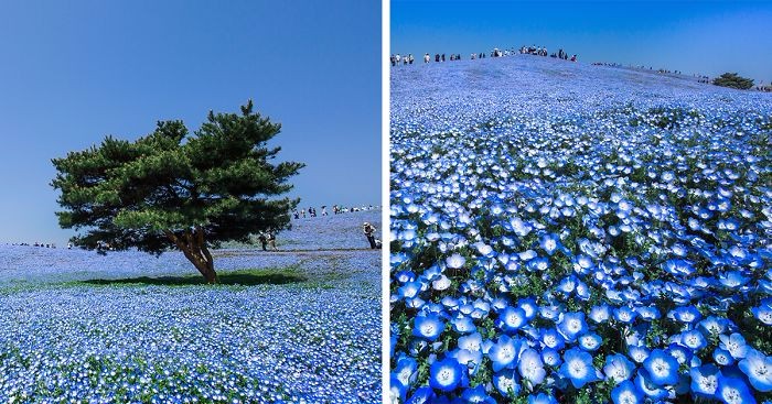 4,5 miliona kwiatów porcelanki błękitnej na malowniczych fotografiach japońskiego artysty.