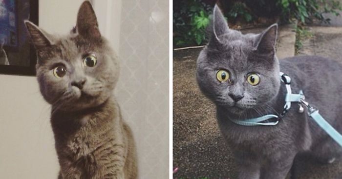Poznajcie Kevina – kota, który nie przestaje dziwić się światu!