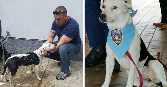Bezpański pies odwiedził komisariat – otrzymał propozycję pracy w policji.