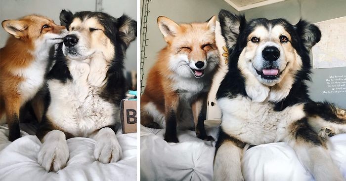 Udomowiona lisica została najlepszą przyjaciółką psa swoich właścicieli.