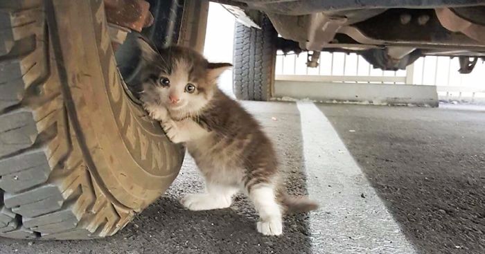 Wystraszony kociak odnaleziony pod ciężarówką zdobył serce swojego wybawcy.