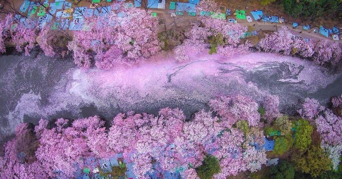 Kwiaty kwitnącej wiśni przemieniły krajobraz Tokio w bajkową krainę.