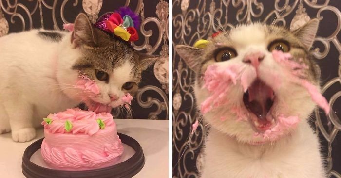 Ten uroczy kociak zajadający się swoim tortem urodzinowym na nowo zdefiniował pojęcie słodyczy!