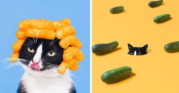 15 pomysłowych zdjęć prawdziwej kociej modelki – Księżniczki Cheeto.
