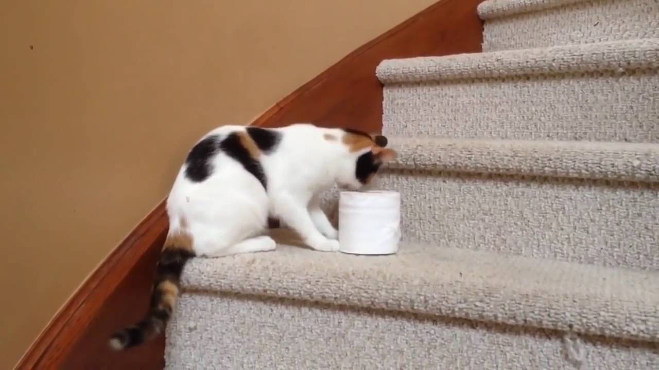 Kot, który kocha papier toaletowy