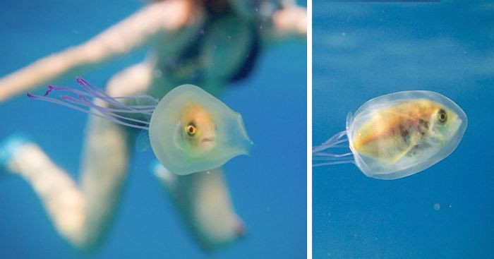 Rybka uwięziona w meduzie – to nie Photoshop, ale prawdziwy ewenement!