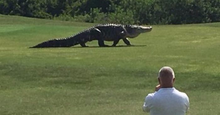 Gigantyczny aligator przyłapany na bezprawnym spacerze po polu golfowym na Florydzie.