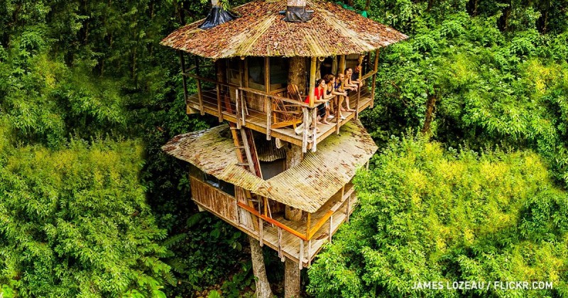 Wykupili 600 akrów lasu, by wybudować na jego terenie tropikalny hotel na drzewie.