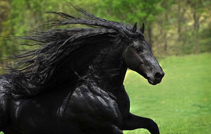 Fryderyk Wielki – zjawiskowy ogier, który oczarował miłośników koni.