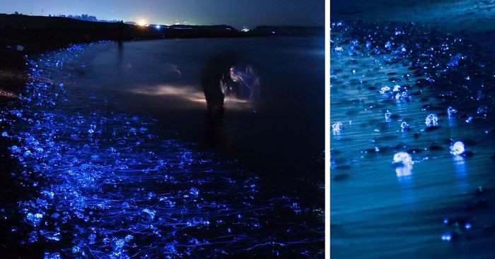 Fotograf z Japonii uchwycił na swoich zdjęciach niesamowitą poświatę zatoki Toyama.