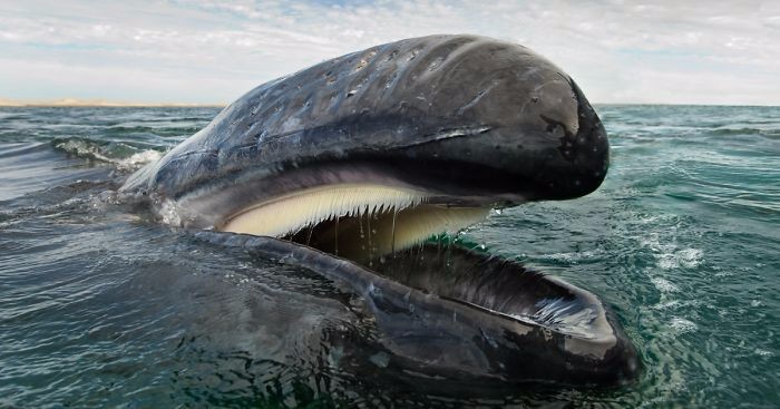 Brytyjski fotograf spędził 25 lat, dokumentując piękno morskich ssaków.
