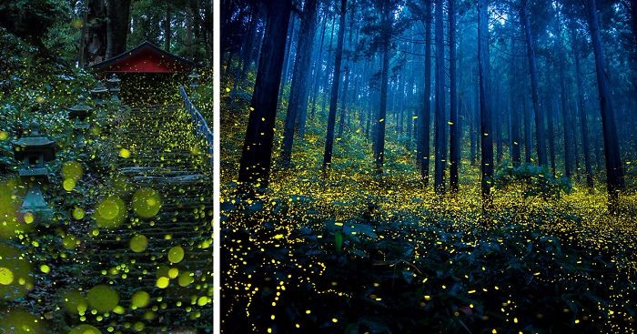 Surrealistyczne zdjęcia robaczków świętojańskich ukazały ulotne piękno japońskich lasów.