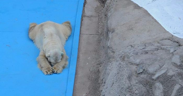 Pożegnaliśmy Arturo – najbardziej nieszczęśliwego niedźwiedzia polarnego na świecie.