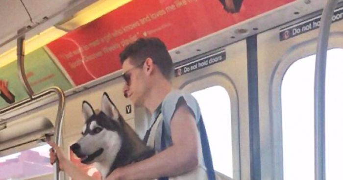 Nowojorskie metro zakazało przewozu psów bez transporterów… i wtedy się zaczęło.