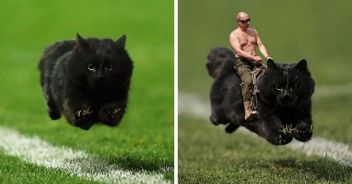 Czarny kot przerwał mecz rugby. Jego zdjęcie zainicjowało serię kreatywnych przeróbek.