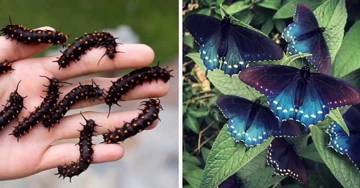 Amerykański biolog przywrócił zagrożoną populację motyli na terenie własnego ogródka.