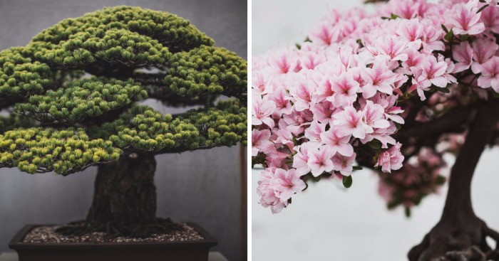Amerykański artysta spędził 2 lata, fotografując piękno drzewek bonsai.