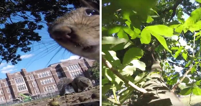 Ciekawska wiewiórka ukradła kamerę GoPro. Jej właściciel nie mógł wymarzyć sobie lepszego operatora!