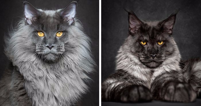 Zjawiskowe piękno mitycznych bestii na fotografiach kotów rasy maine coon.