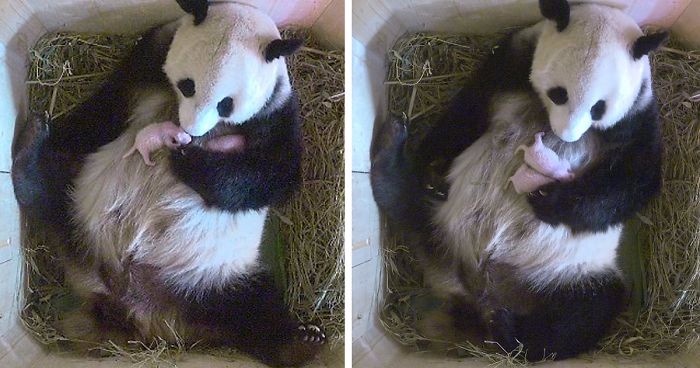 Panda wielka zaskoczyła pracowników zoo w Wiedniu, wydając na świat bliźniaki.