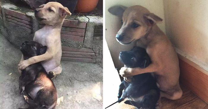 Psy adoptowane przez buddyjskie mniszki nie przestają się obejmować, odkąd trafiły do nowego domu.