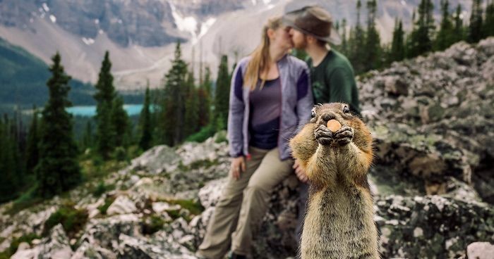 Fotogeniczna wiewiórka przejęła ślubną sesję zdjęciową młodej pary z Kanady.