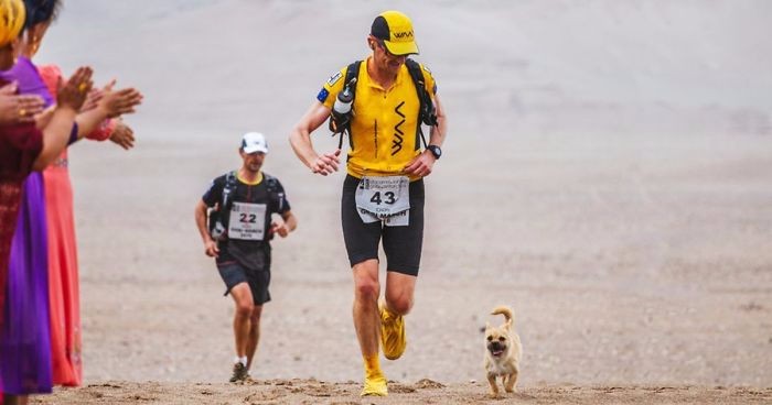 Bezpański pies dołącza do 250-kilometrowego biegu. Na mecie odnajduje nowego właściciela.