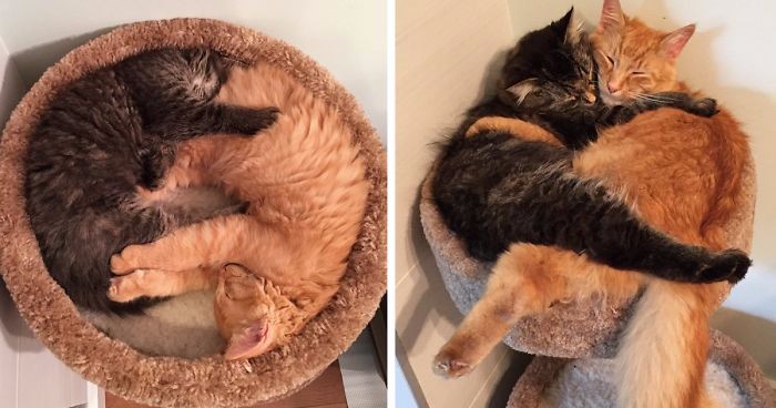 Oto Lili i Renley – nierozłączne koty, które nie potrafią pogodzić się z dorosłością.
