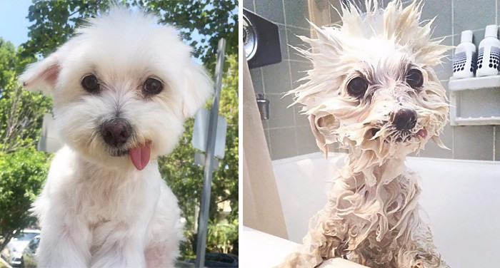 21 zabawnych zdjęć psiaków, które nie zdołały uchronić się przed kąpielą.