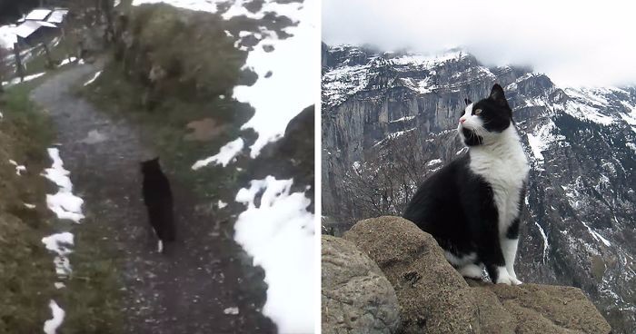 Koci przewodnik poprowadził zagubionego obcokrajowca szlakiem do podnóża góry.