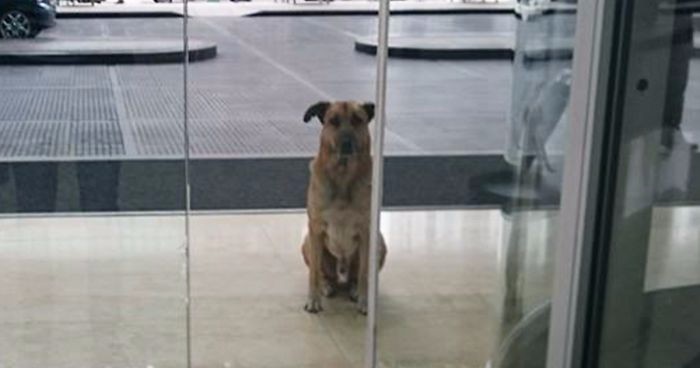 Stewardessa adoptowała bezpańskiego psa, który regularnie czekał na nią przed wejściem do hotelu.