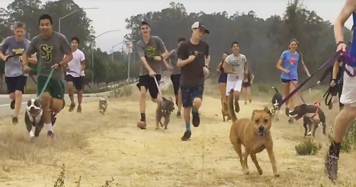 Bezpańskie psy z Santa Barbara wzięły udział w biegu przełajowym w towarzystwie licealistów.