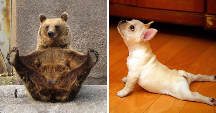 15 zdjęć zwierzaków, które radzą sobie z jogą znacznie lepiej niż Ty.