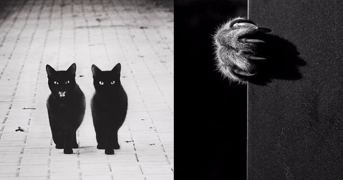 15 fascynujących zdjęć tajemniczych kotów w czerni i bieli.