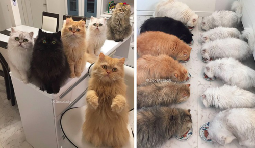 „12 Cats Lady” podbija Instagrama razem ze swoimi cudownymi 12 Persami!