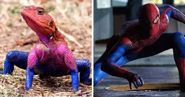 Jaszczurka wyglądająca zupełnie jak Spider-Man stała się nowym internetowym celebrytą!