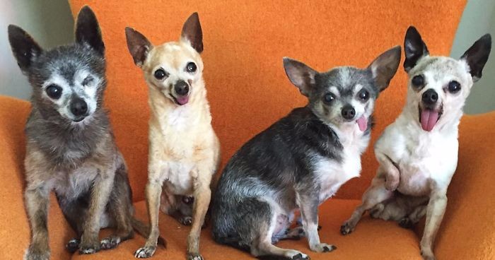Grupa leciwych, bezzębnych psów rasy chihuahua niespodziewanie znalazła wspólny nowy dom.