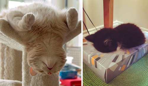 19 zdjęć, które są dowodem na to, że koty potrafią spać dosłownie wszędzie!